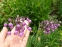 Цибуля схилена (Allium cernuum  Roth) - 6