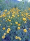 Жовтець повзучий "Флоре плено" (Ranunculus repens f. flore-pleno) - 3