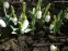 Підсніжник білосніжний (Galanthus nivalis) - 4