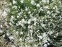 Гвоздики піскові (Dianthus arenarius) - 7