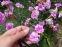 Гвоздики пірчасті "Дабл Роуз" (Dianthus plumarius "Double Rose") - 2