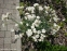 Гвоздики пірчасті "Дабл Вайт" (Dianthus plumarius "Double White") - 6