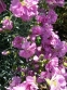 Гвоздики пірчасті "Дабл Роуз" (Dianthus plumarius "Double Rose") - 5