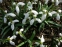 Підсніжник білосніжний (Galanthus nivalis) - 5