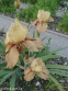 Півники бородаті "Торнбірд" (Iris "Thornbird") - 1