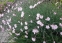 Гвоздики сизі "Басс Пінк" (Dianthus gratianopolitanus "Bath's Pink") - 4