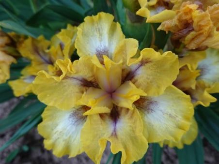 Ирис бородатый карликовый "Вайд Оупен" (Iris pumila "Wide Open")