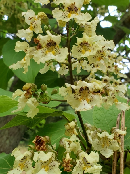 Катальпа яйцеподібна (Catalpa ovata)