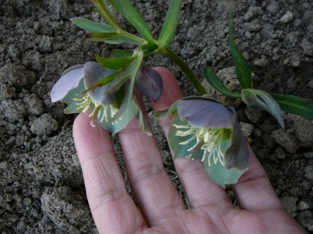 Морозник красноватый (Helleborus purpurascens)