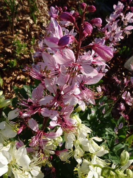 Ясенец белый вариант пурпурный (Dictamnus albus var. purpureus)