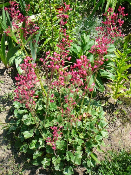Гейхера криваво-червона (Heuchera sanguinea)
