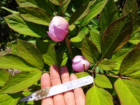 Пион обратнояйцевидный (Paeonia obovata)
