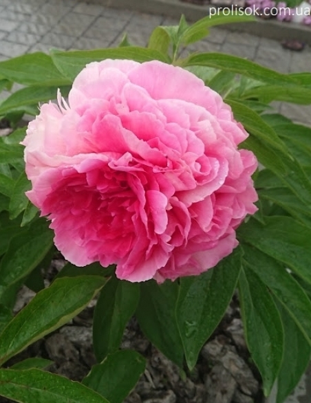 Пион "Роуз Харт" (Paeonia "Rose Heart")