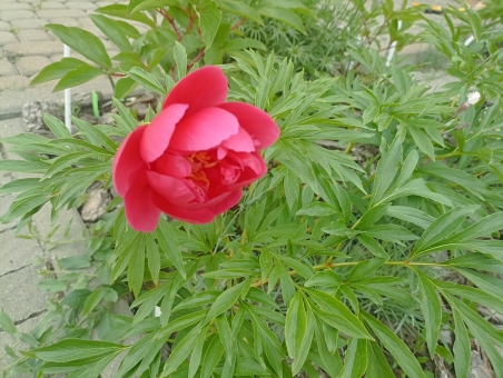 Пион "Корал Фей" (Paeonia "Coral Fay")