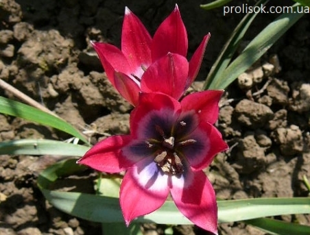 Тюльпан "Литтл Бьюти (Tulipa "Little Beauty)