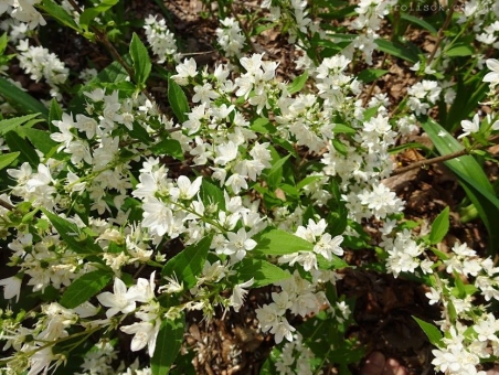 Дейція витончена (Deutzia gracilis) або Жилолист