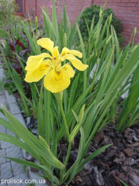 Півники болотні "Флоре Плено" (Iris pseudacorus "Flore Pleno")