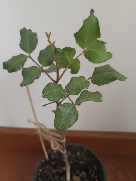 Цератонія стручкова (Ceratonia siliqua)