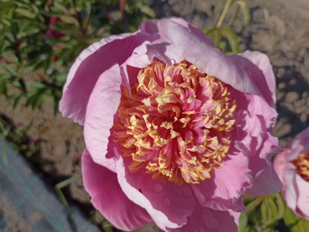 Пион "Златодар" (Paeonia "Zlatodar")