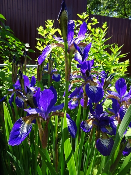 Півники різнобарвні "Кларет Кап" (Iris versicolor "Claret Cup")