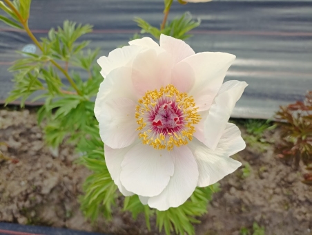 Пион "Ноузгей" (Paeonia "Nosegay")