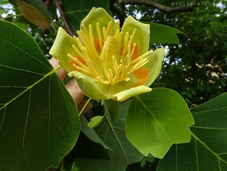Лириодендрон тюльпановый (Liriodendron tulipifera), или Тюльпановое дерево американское