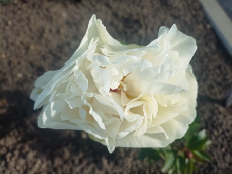 Пион "Гринленд" (Paeonia "Greenland")