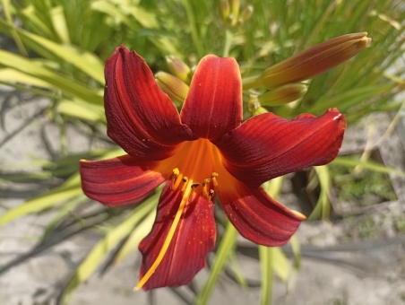 Лілійник "Отум Ред" (Hemerocallis "Autumn Red")