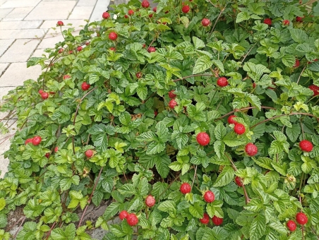 Перстач індійський (Potentilla indica)