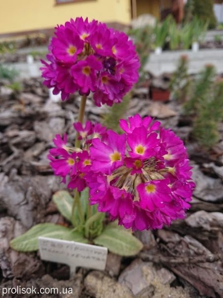 Первоцвет мелкозубчатый "Кашмериана" (Primula denticulata "Cashmeriana")
