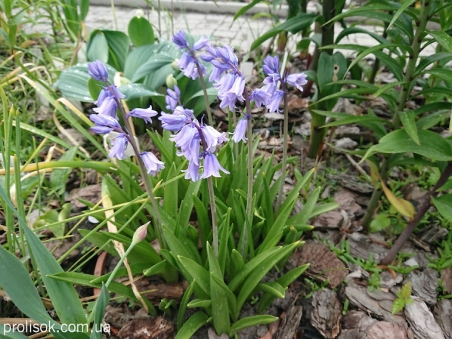 Гіацинтоід іспанський "Блю" (Hyacinthoides hispanica "Blue")