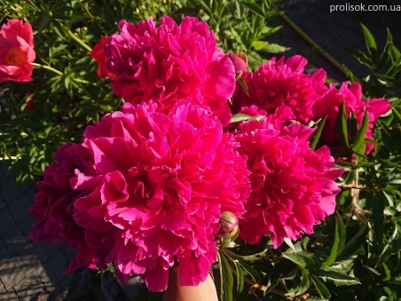 Півонія "Біг Бен" (Peony "Big Ben")