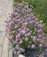 Лук скорода (Allium schoenoprasum)