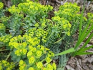 Молочай миртолистный (Euphorbia myrsinites)