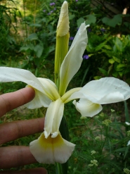  Ирис восточный (Iris orientalis)