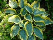 Хоста "Ферст Фрост" (Hosta "First Frost")