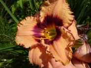 Лілійник "Авесом Блоссом" (Hemerocallis "Awesome Blossom")