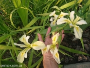 Півники короткостебельні (Iris brevicaulis)