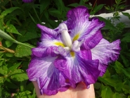 Ирис мечевидный "Харлеквинеск" (Iris ensata "Harlequinesque")