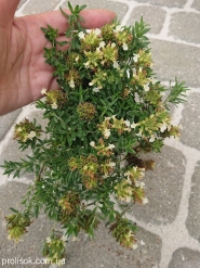 Дубровник горный (Teucrium montanum)