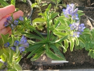 Горечавка крестовидная "Блю Кросс" (Gentiana cruciata "Blue Cross")
