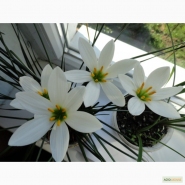 Зефирантес белый (Zephyranthes candida (Lindl.) Herb.)