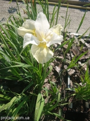 Ирис сибирский "Вайт Свел" (Iris siberian "White Swirl")