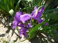 Ирис бородатый карликовый фиолетовый (Iris pumila)