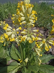 Первоцвіт весняний (Primula veris)
