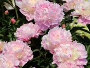 Півонія "Честін Гоуді" (Paeonia "Chestine Gowdy")