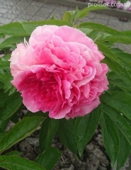 Пион "Роуз Харт" (Paeonia "Rose Heart")