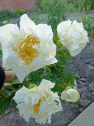 Пион "Гренд Мессив" (Paeonia "Grand Massive")