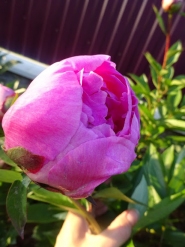Пион "Вивид Роуз" (Paeonia "Vivid Rose")