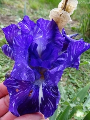 Ирис бородатый "Батик" (Iris "Batik")